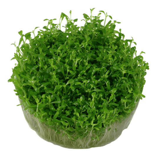 Tropica Aquatic Plants Elatine hydropiper