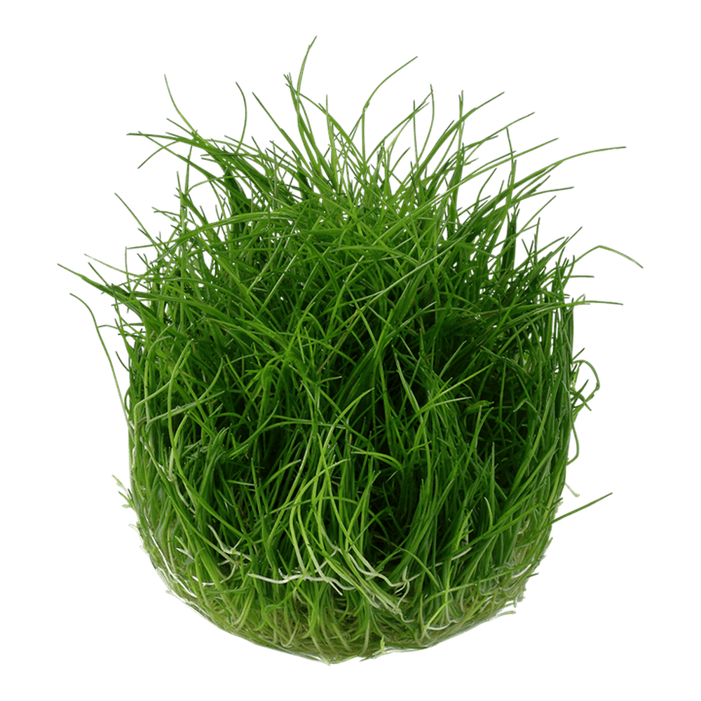 Tropica Aquatic Plants Eleocharis acicularis 'Mini'