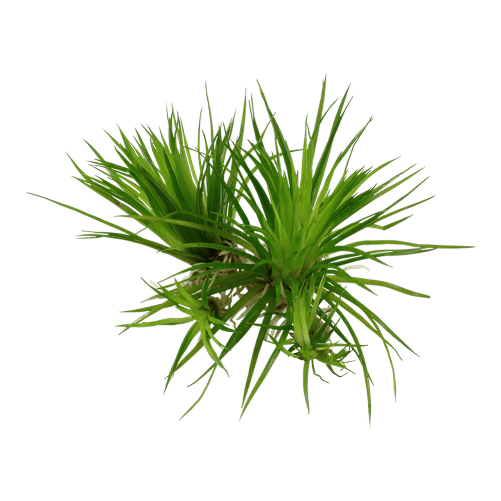 Tropica Aquatic Plants Eriocaulon cinereum