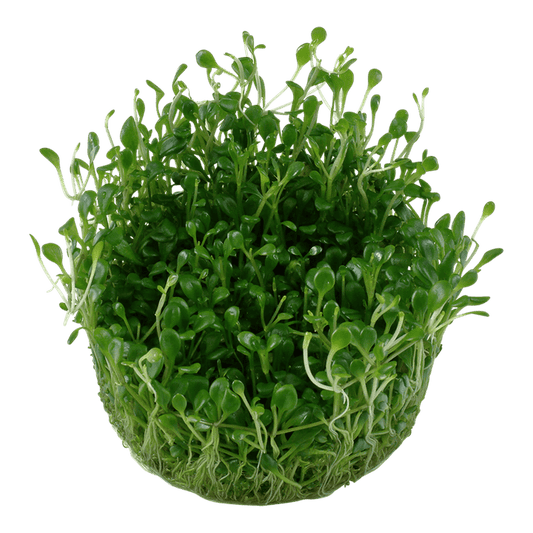 Tropica Aquatic Plants Glossostigma elatinoides