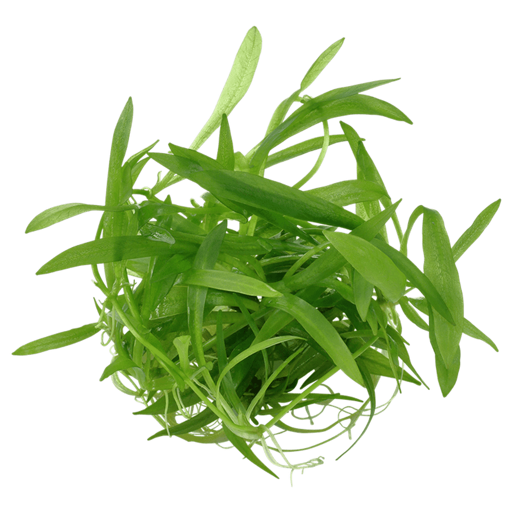 Tropica Aquatic Plants Helanthium bolivianum 'Quadricostatus'