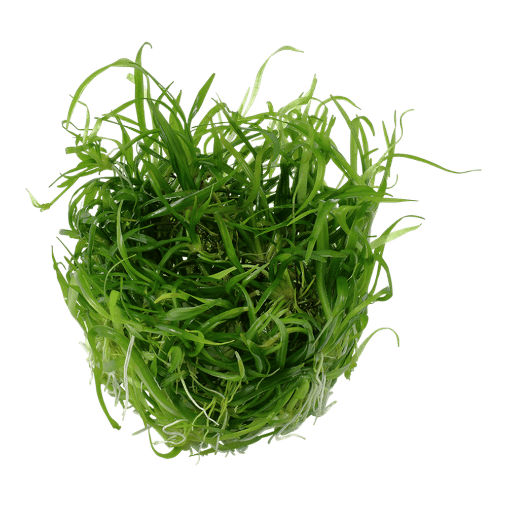Tropica Aquatic Plants Helanthium tenellum 'Green'