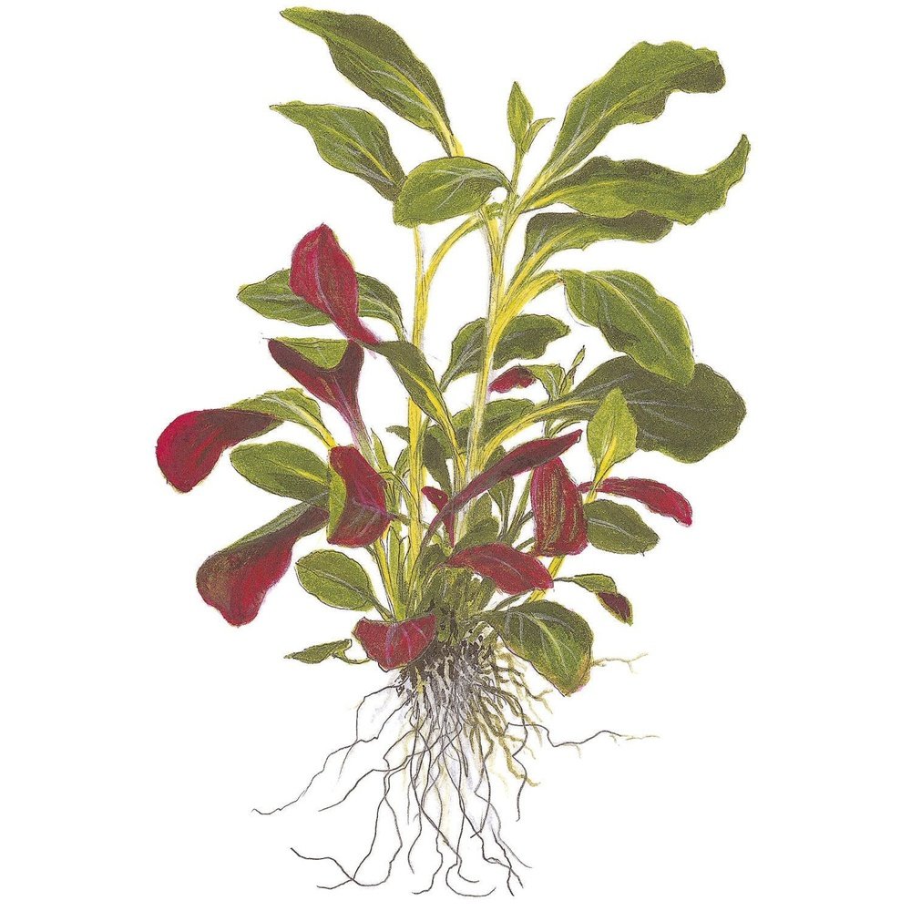 Tropica Aquatic Plants Lobelia cardinalis mini pot