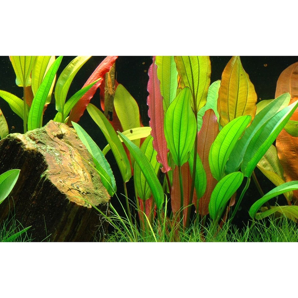 Tropica Aquatic Plants Plantă naturală de acvariu, Tropica Echinodorus 'Red Diamond'
