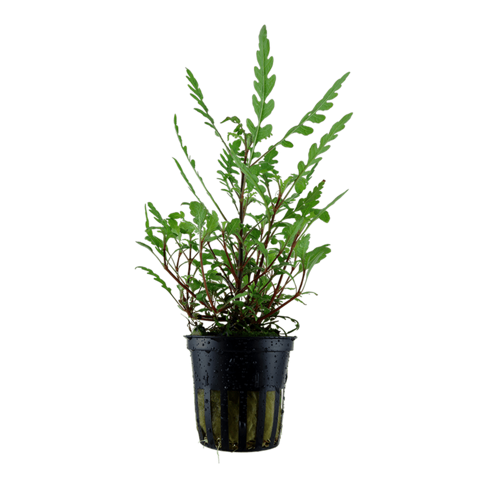 Tropica Aquatic Plants Plantă naturală de acvariu, Tropica Hygrophila pinnatifida