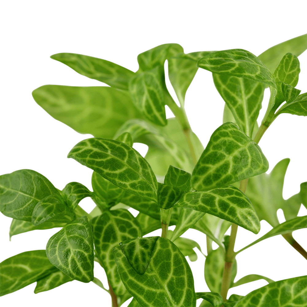 Tropica Aquatic Plants Plantă naturală de acvariu, Tropica Hygrophila polysperma 'Rosanervig'
