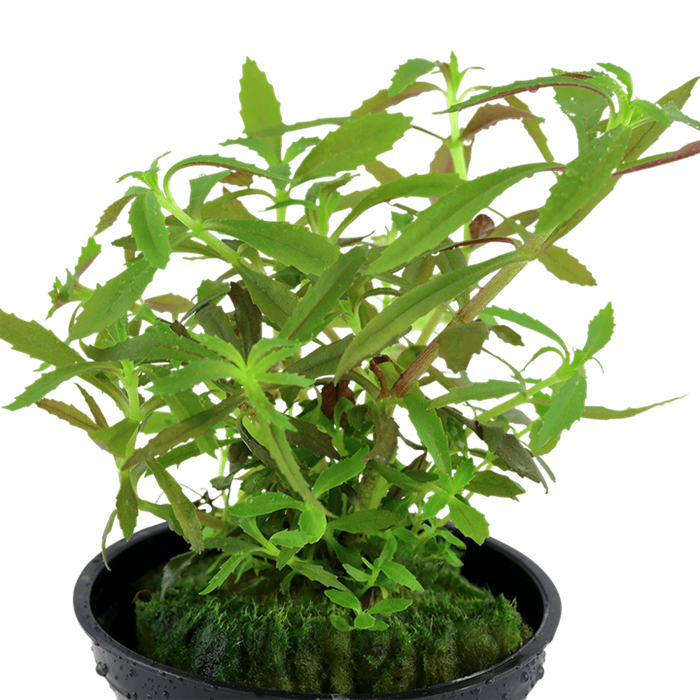 Tropica Aquatic Plants Plantă naturală de acvariu, Tropica Limnophila hippuridoides