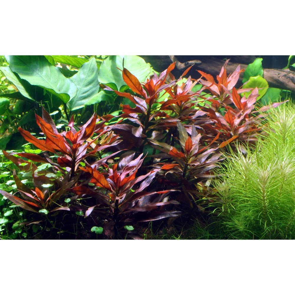 Tropica Aquatic Plants Plantă naturală de acvariu, Tropica Ludwigia glandulosa