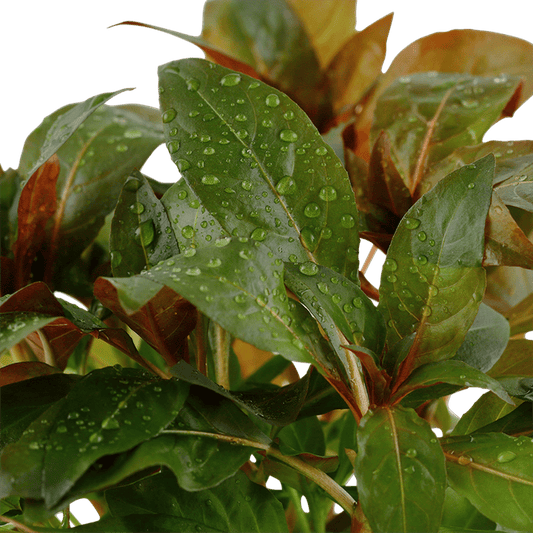 Tropica Aquatic Plants Plantă naturală de acvariu, Tropica Ludwigia glandulosa