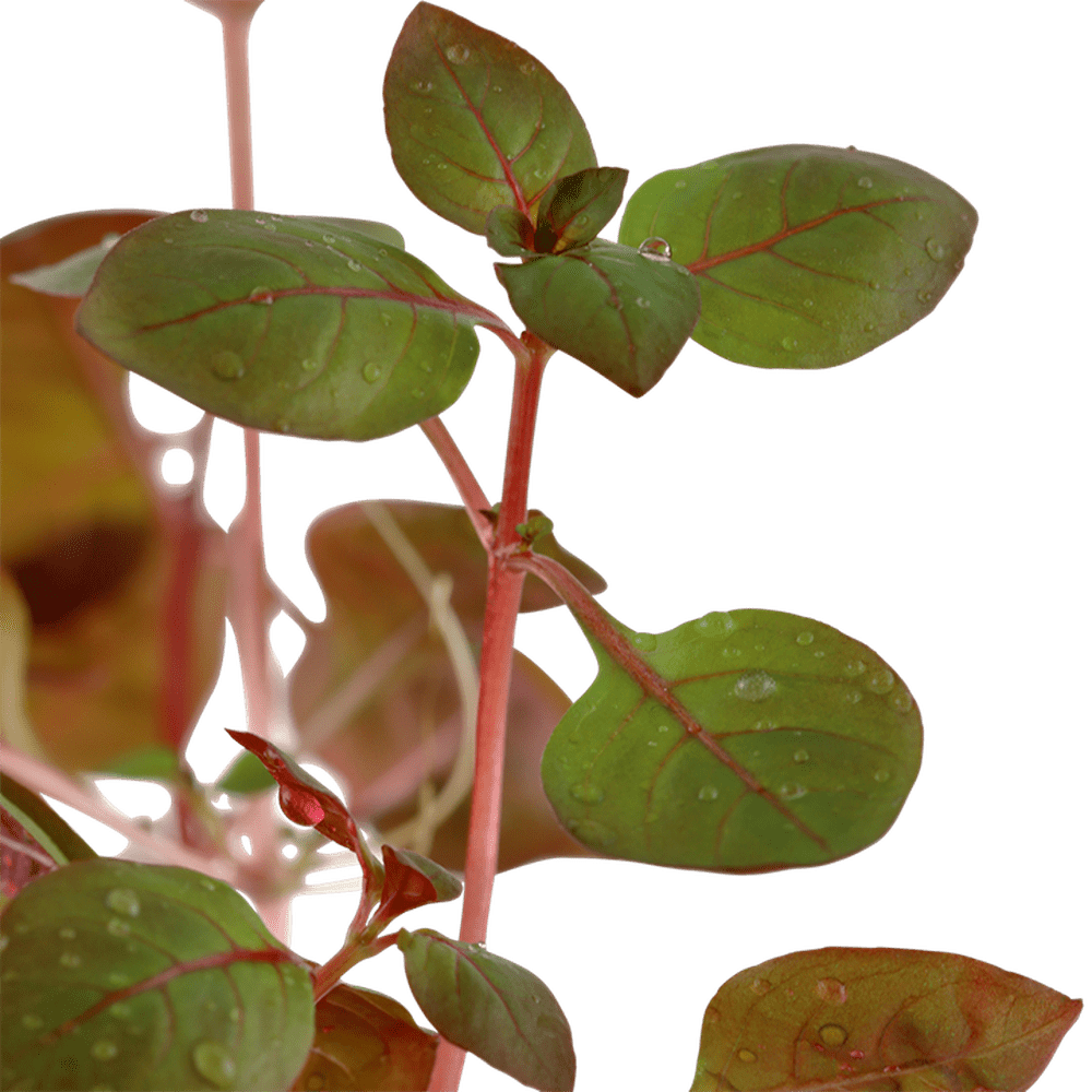 Tropica Aquatic Plants Plantă naturală de acvariu, Tropica Ludwigia palustris 'Super Red'