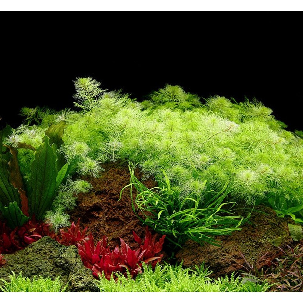 Tropica Aquatic Plants Plantă naturală de acvariu, Tropica Myriophyllum mattogrossense
