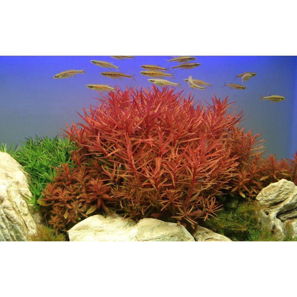 Tropica Aquatic Plants Plantă naturală de acvariu, Tropica Nesaea crassicaulis