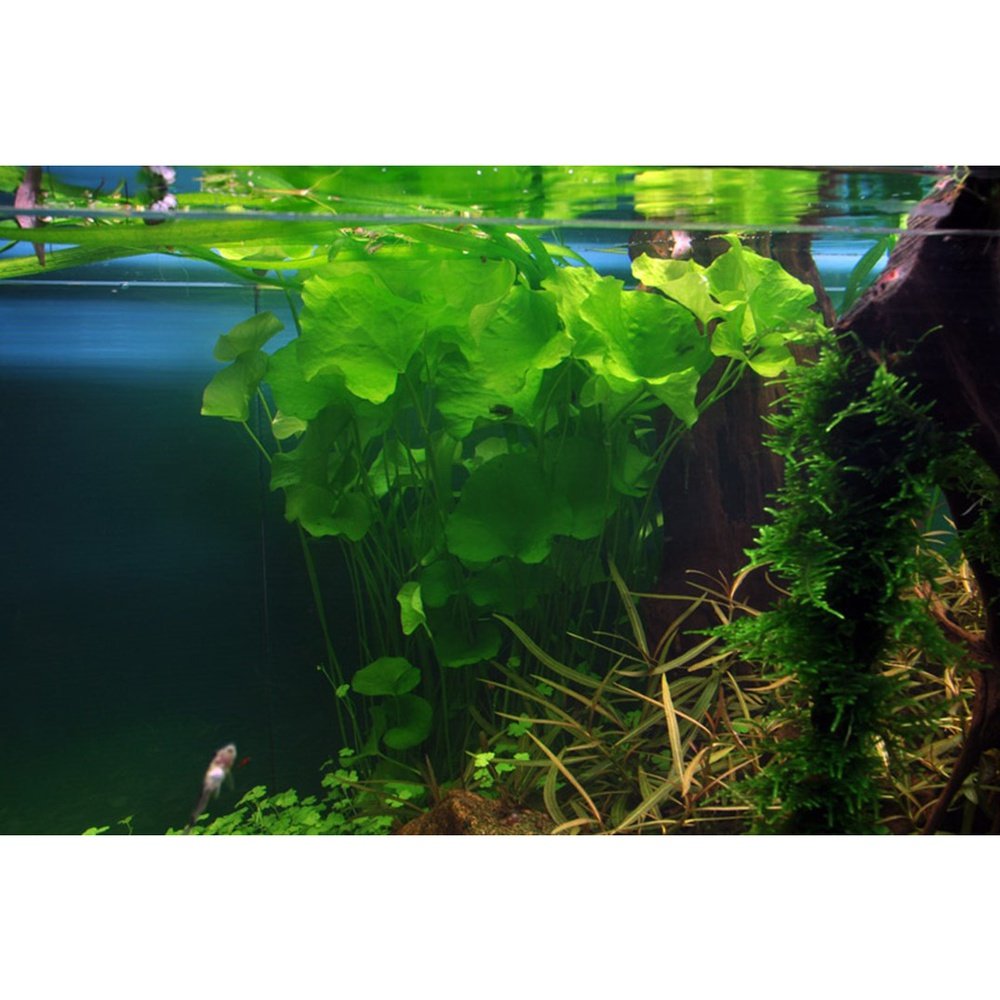 Tropica Aquatic Plants Plantă naturală de acvariu, Tropica Nymphoides hydrophylla 'Taiwan'
